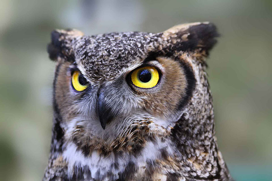 This picture of a serious, intelligent looking owl illustrates the subject Did you know... Do you understand?, in editoriallapaz, events, facts and truths not commonly known by most people.