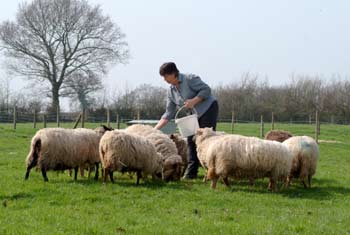 En esta escena, un pastor alimenta a sus ovejas. Los pastores de una congregación de la iglesia de Cristo tienen la tarea de alimentar espiritualmente a las ovejas espirituales, es decir, a los miembros de la congregación.