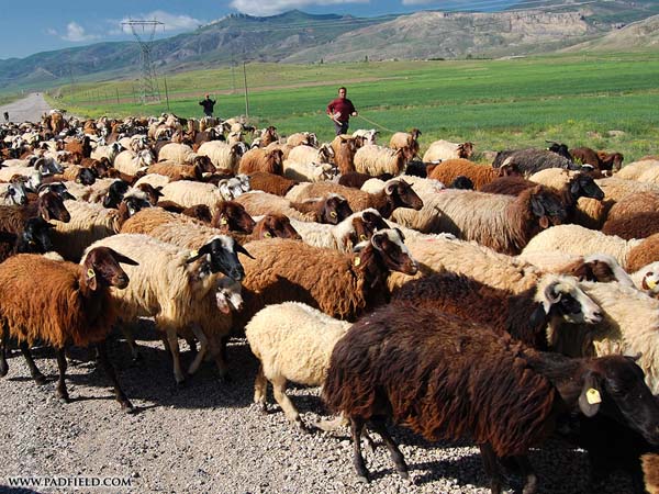 Esta fotografía de tres pastores con sus ovejas ilustra el tema ¡Estas ovejas son nuestras!, en el sitio de Internet iglesiadecristo.com.